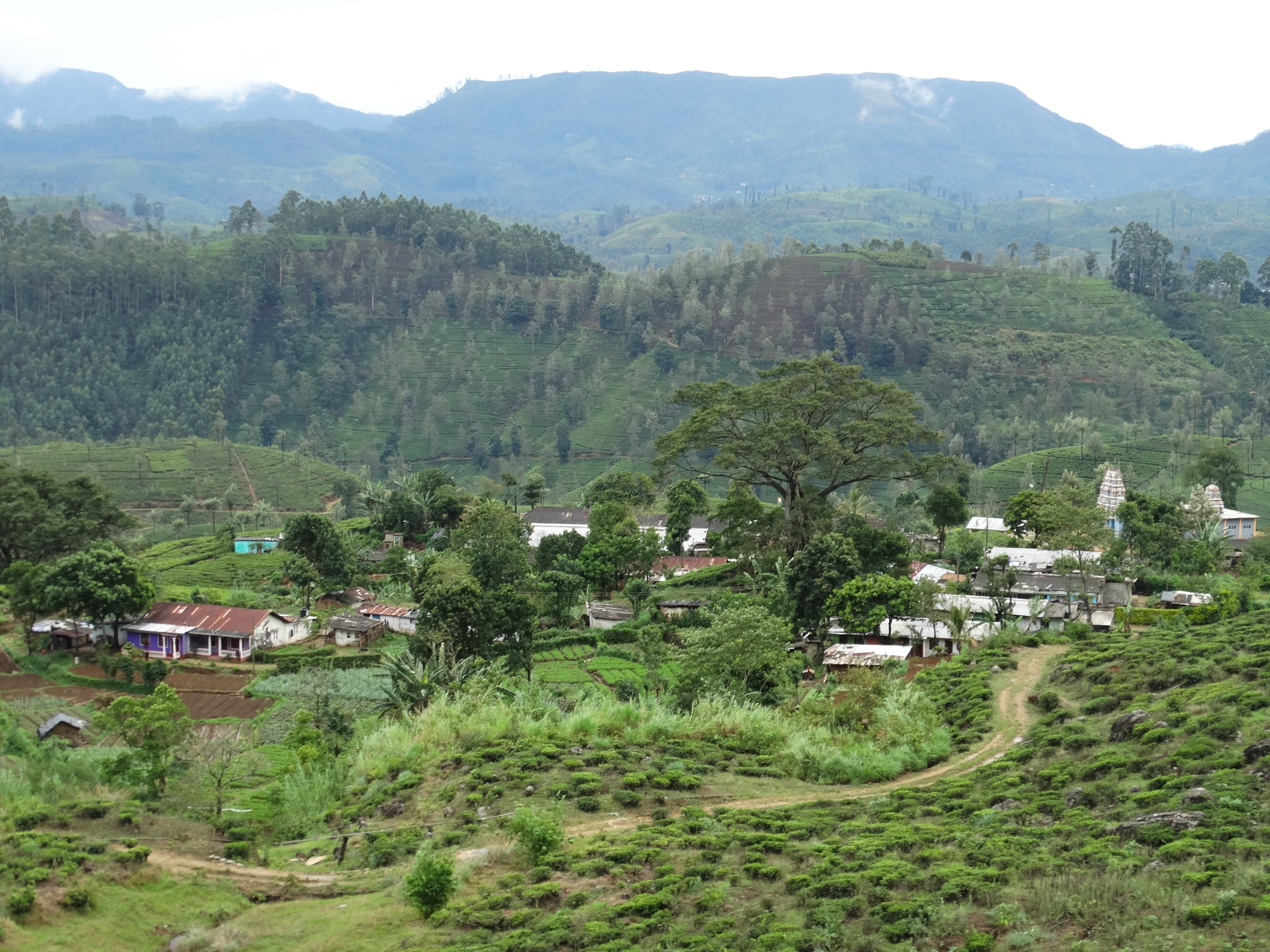 Tea-country hills viewed from the railway between Ella and Kandy in Sri Lanka.